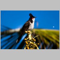 2015 2nd Clive Manvell- red whiskered bulbul